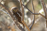 Pearl-spotted Owlet
