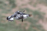 Another hovering Pied Kingfisher