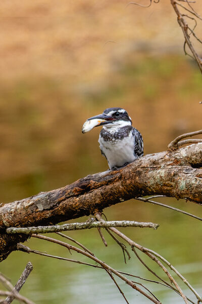 Pied Kingfisher