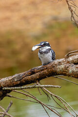 Pied Kingfisher