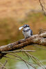 Pied Kingfisher