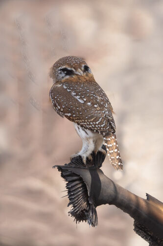 Pearl-spotted Owlet (rear view)