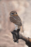 Pearl-spotted Owlet (rear view)