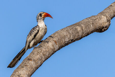 Red-billed Hornbill