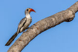 Red-billed Hornbill