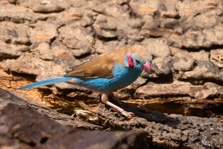 Red-cheeked Cordon Bleu