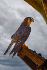 Red-necked Falcon