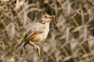 Red-winged Warbler