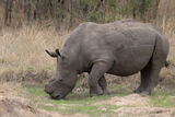 Rhino lunching