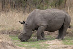 Rhino lunching