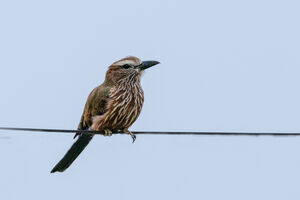Rufous-crowned Roller