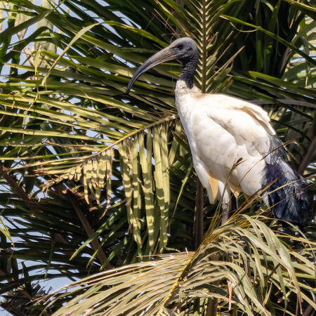 Sacred Ibis
