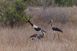 Saddle-billed stork with juveniles
