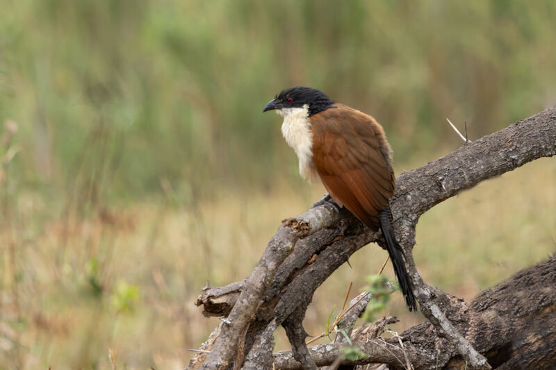 Senegal Coucal