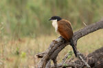 Senegal Coucal