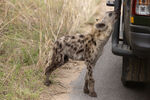 Spotted Hyaena checking vehicle