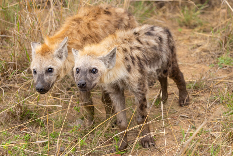 Spotted Hyaena pair