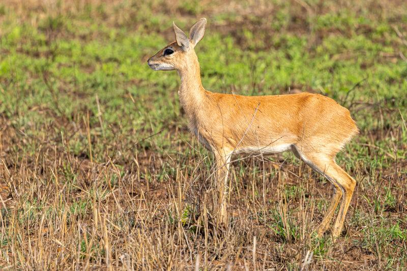 Steenbok