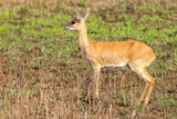 Steenbok