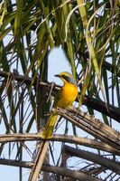 Sulphur-breasted Bush-Shrike