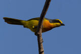 Sulphur-breasted Bush-Shrike