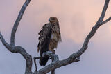 Tawny Eagle