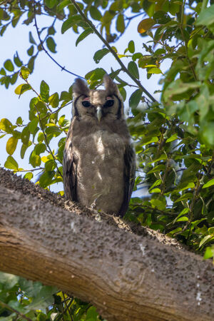 Verreaux's Eagle Owl (Africa's largest Owl)
