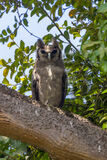 Verreaux's Eagle Owl (Africa's largest Owl)