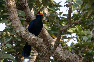Violet Turaco