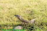 Water (Nile) Monitor