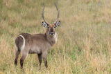 Waterbuck