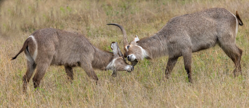 Waterbucks fighting