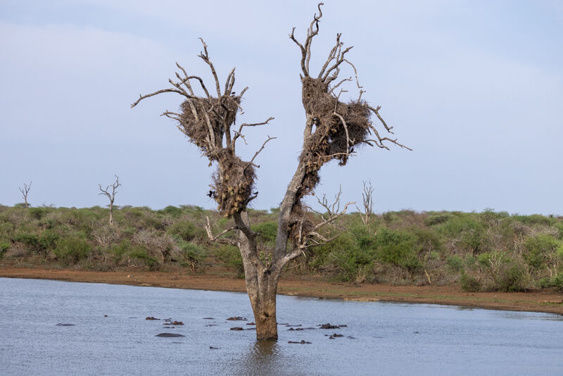 Weavers nests and Hippos