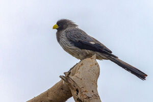 Western Plantain-eater