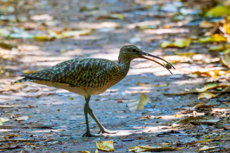 Whimbrel