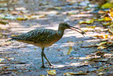 Whimbrel