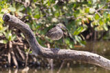 Perched Whimbrel