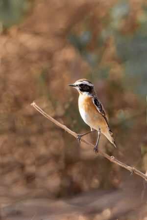 Whinchat