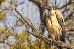 White-backed Vulture