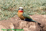 White-fronted Bee-eater