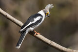 White Helmetshrike
