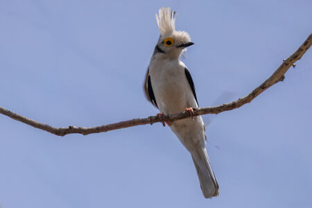 White Helmetshrike