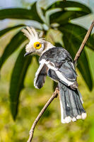 White Helmetshrike