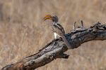 Yellow-billed Hornbill
