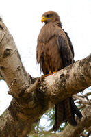 Yellow-billed Kite