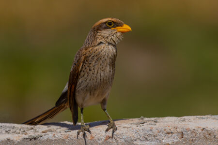 Yellow-billed Shrike