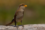 Yellow-billed Shrike
