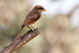 Yellow-billed Shrike