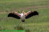 Yellow-billed Stork