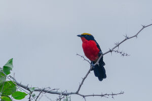 Yellow-crowned Gonolek
